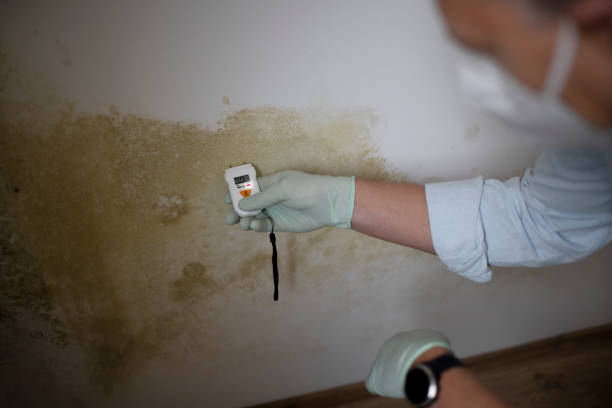 Best Preventive Mold Services in Helena, AL