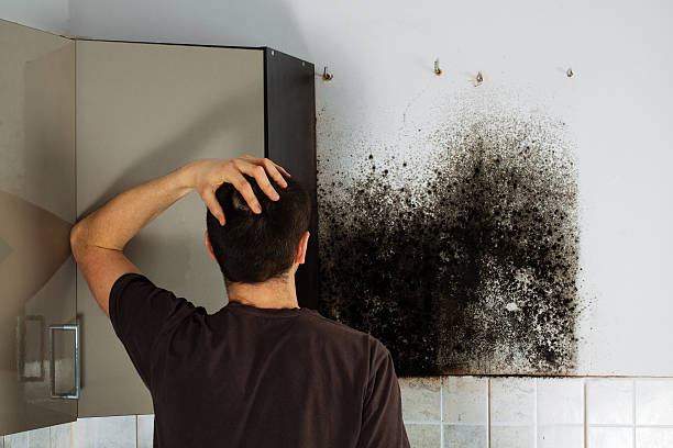 Best Basement Mold Remediation in Helena, AL